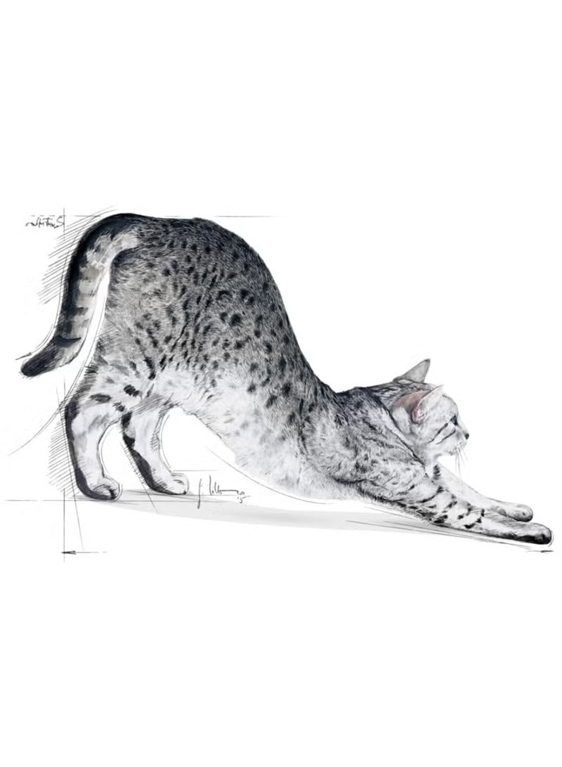 Royal Canin Indoor Dry Food – Tailored Nutrition for Indoor Adult Cats 4Kg